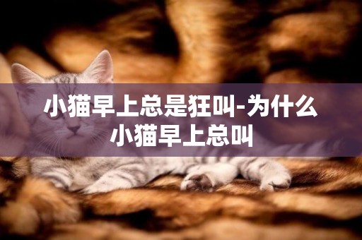 小貓早上總是狂叫-為什么小貓早上總叫