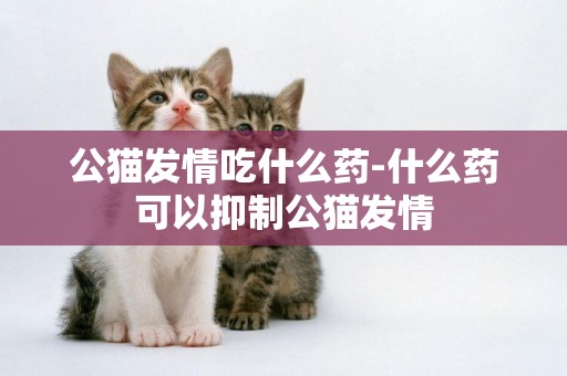 公貓發情吃什么藥-什么藥可以抑制公貓發情
