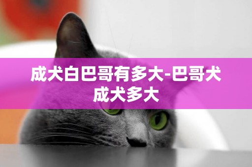 成犬白巴哥有多大-巴哥犬成犬多大