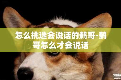 怎么挑選會說話的鷯哥-鷯哥怎么才會說話