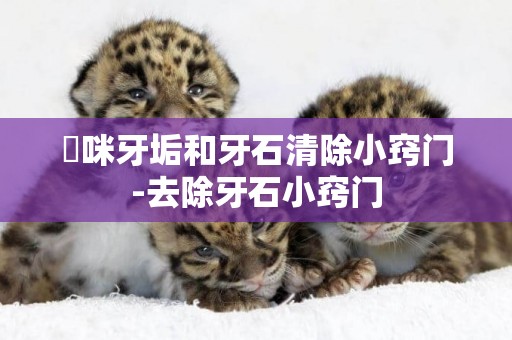 貓咪牙垢和牙石清除小竅門-去除牙石小竅門