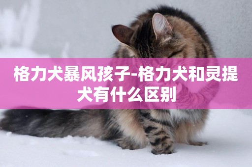 格力犬暴風孩子-格力犬和靈提犬有什么區別