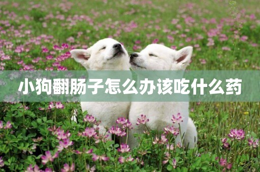小狗翻腸子怎么辦該吃什么藥