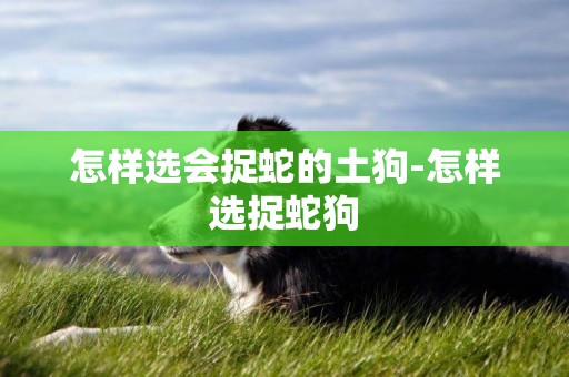 怎樣選會捉蛇的土狗-怎樣選捉蛇狗