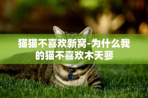 貓貓不喜歡新窩-為什么我的貓不喜歡木天蓼