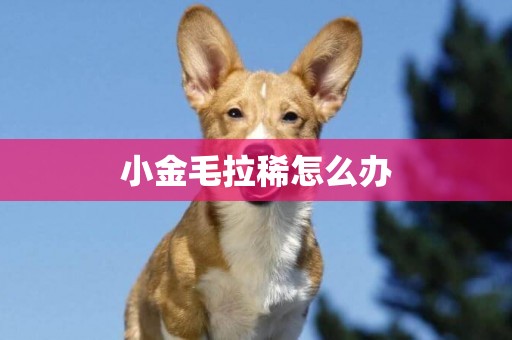 小金毛拉稀怎么辦