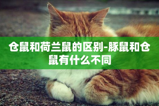 倉鼠和荷蘭鼠的區別-豚鼠和倉鼠有什么不同