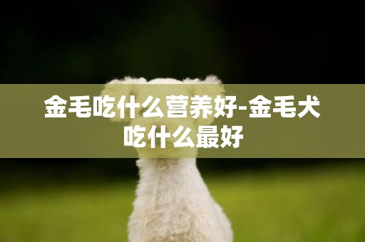 金毛吃什么營養好-金毛犬吃什么最好