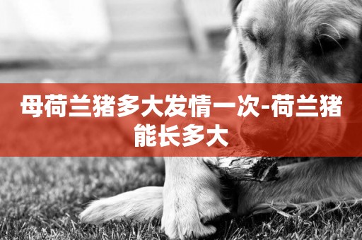 母荷蘭豬多大發情一次-荷蘭豬能長多大