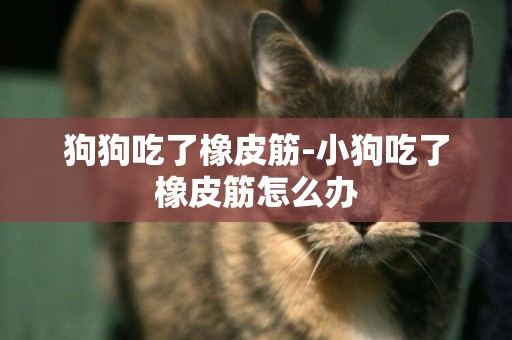 狗狗吃了橡皮筋-小狗吃了橡皮筋怎么辦