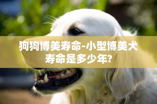狗狗博美壽命-小型博美犬壽命是多少年?