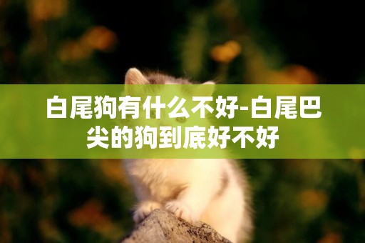 白尾狗有什么不好-白尾巴尖的狗到底好不好