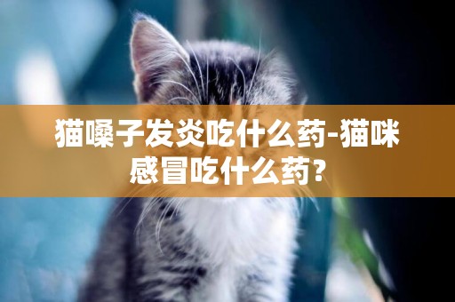 貓嗓子發炎吃什么藥-貓咪感冒吃什么藥？