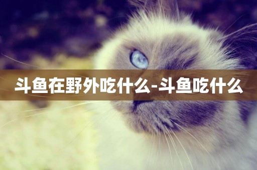 斗魚在野外吃什么-斗魚吃什么