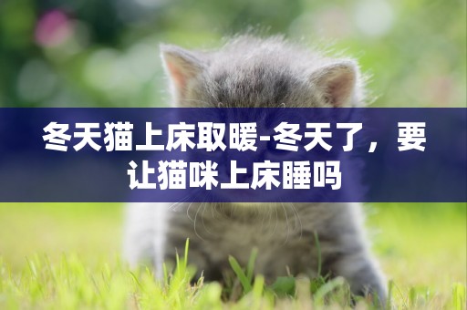 冬天貓上床取暖-冬天了，要讓貓咪上床睡嗎