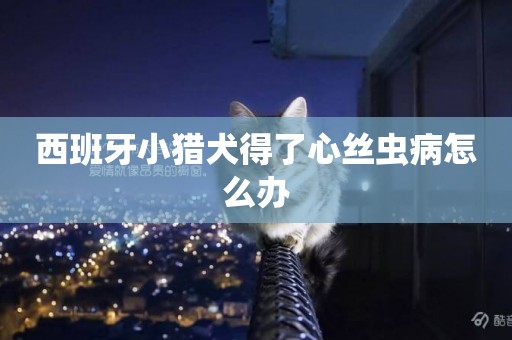 西班牙小獵犬得了心絲蟲病怎么辦