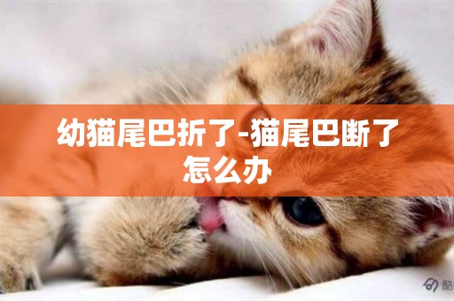 幼貓尾巴折了-貓尾巴斷了怎么辦