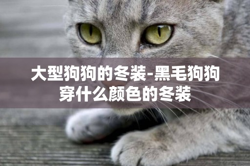 大型狗狗的冬裝-黑毛狗狗穿什么顏色的冬裝
