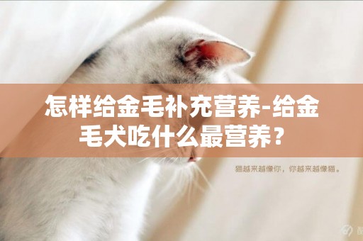 怎樣給金毛補充營養-給金毛犬吃什么最營養？