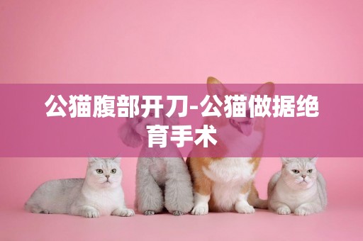 公貓腹部開刀-公貓做據絕育手術