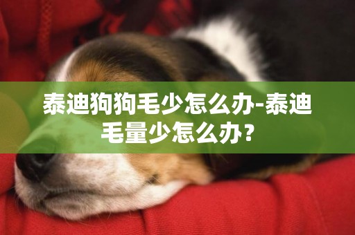 泰迪狗狗毛少怎么辦-泰迪毛量少怎么辦？