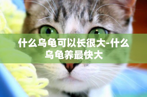 什么烏龜可以長很大-什么烏龜養最快大
