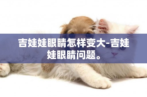 吉娃娃眼睛怎樣變大-吉娃娃眼睛問題。