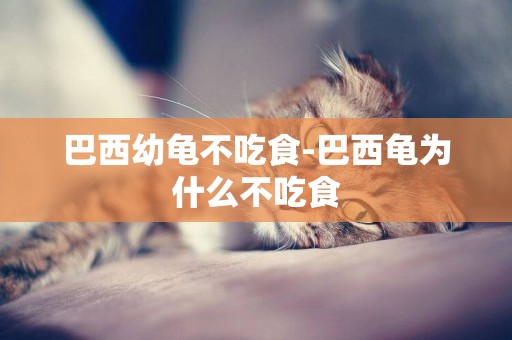 巴西幼龜不吃食-巴西龜為什么不吃食