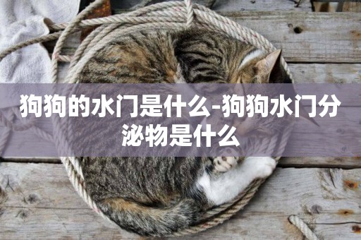 狗狗的水門是什么-狗狗水門分泌物是什么