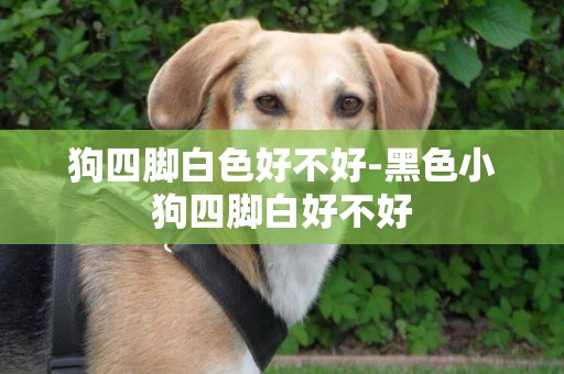 狗四腳白色好不好-黑色小狗四腳白好不好