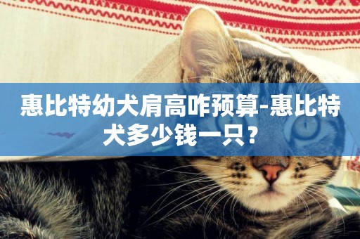 惠比特幼犬肩高咋預算-惠比特犬多少錢一只？