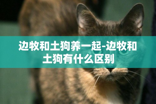 邊牧和土狗養一起-邊牧和土狗有什么區別