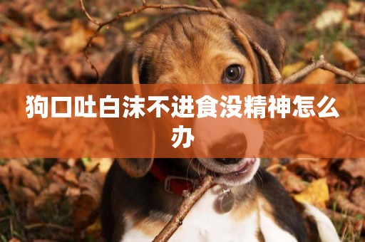 狗口吐白沫不進食沒精神怎么辦