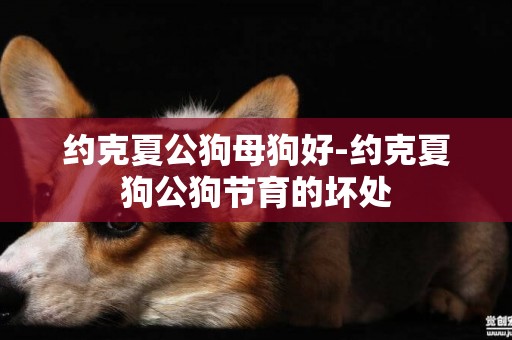 約克夏公狗母狗好-約克夏狗公狗節育的壞處