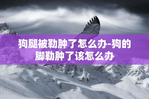 狗腿被勒腫了怎么辦-狗的腳勒腫了該怎么辦