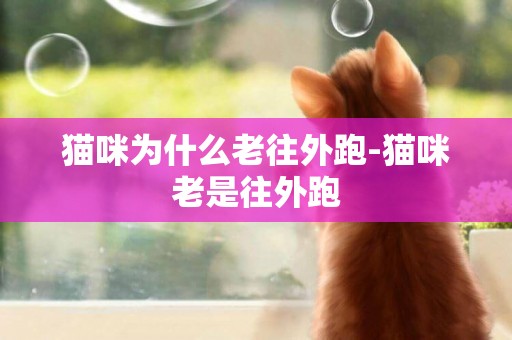 貓咪為什么老往外跑-貓咪老是往外跑