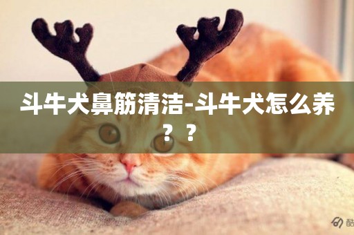 斗牛犬鼻筋清潔-斗牛犬怎么養？？