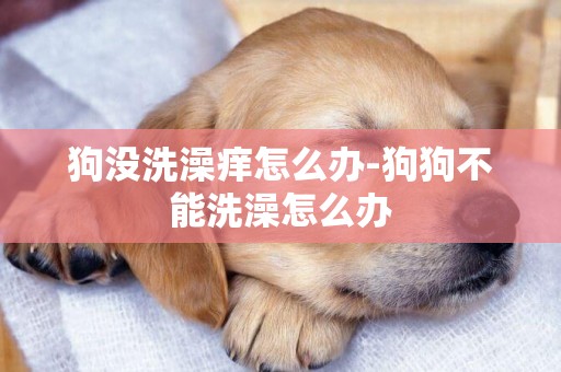 狗沒洗澡癢怎么辦-狗狗不能洗澡怎么辦