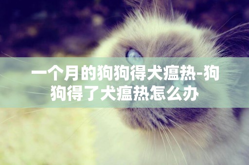 一個月的狗狗得犬瘟熱-狗狗得了犬瘟熱怎么辦
