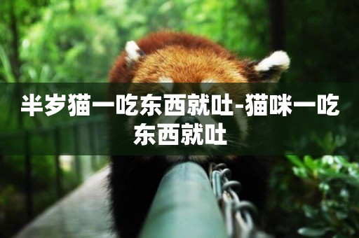 半歲貓一吃東西就吐-貓咪一吃東西就吐