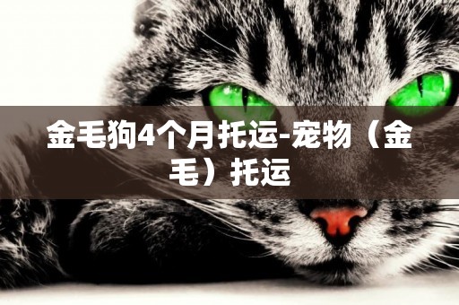 金毛狗4個月托運-寵物（金毛）托運