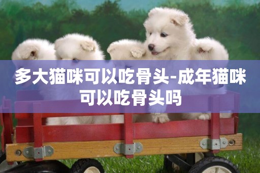 多大貓咪可以吃骨頭-成年貓咪可以吃骨頭嗎