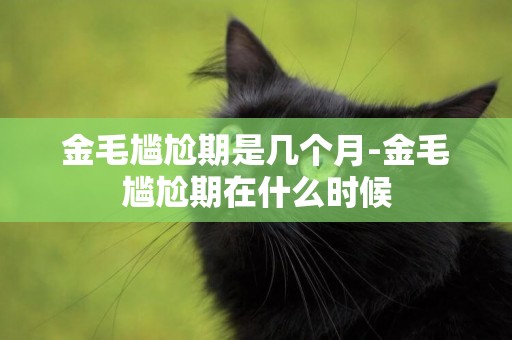 金毛尷尬期是幾個月-金毛尷尬期在什么時候