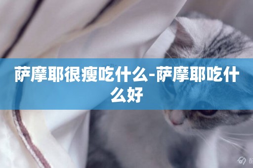 薩摩耶很瘦吃什么-薩摩耶吃什么好