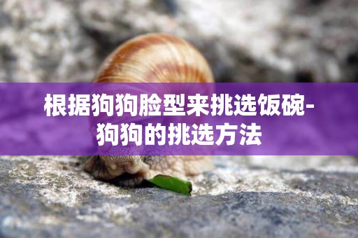 根據狗狗臉型來挑選飯碗-狗狗的挑選方法