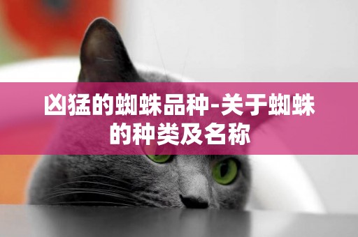 兇猛的蜘蛛品種-關于蜘蛛的種類及名稱