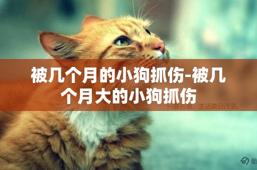 被幾個月的小狗抓傷-被幾個月大的小狗抓傷