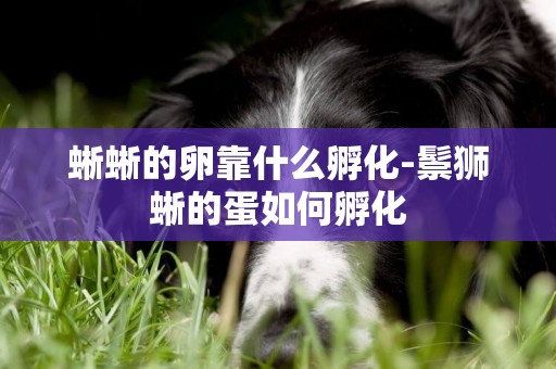 蜥蜥的卵靠什么孵化-鬃獅蜥的蛋如何孵化