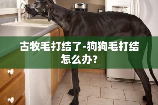 古牧毛打結了-狗狗毛打結怎么辦？