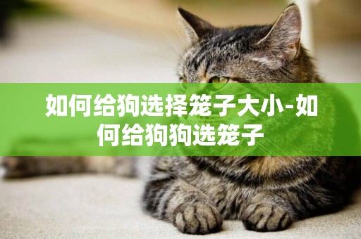 如何給狗選擇籠子大小-如何給狗狗選籠子